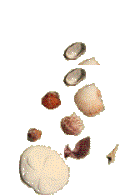A PICTURE OF SHELLFISH