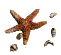 A STARFISH, YESTERDAY