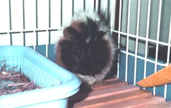 Clara