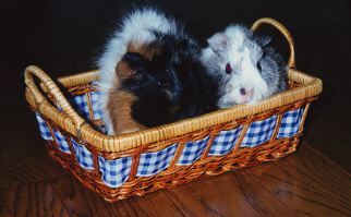 Basket