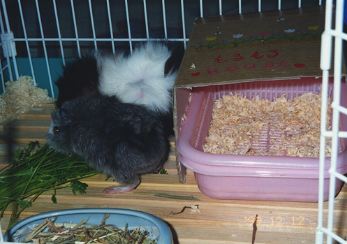 Dinnertime