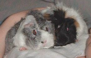 Last cuddle