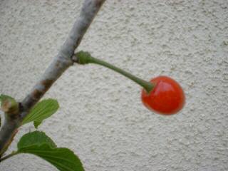 �T�N�����{