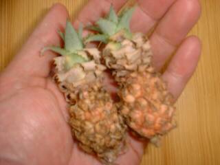 �~�j�`���A�E�p�C��