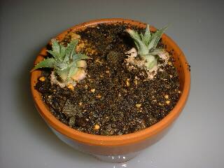 ���ɐA����