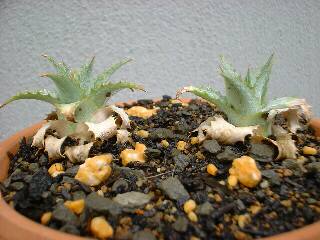 �~�j�`���A�E�p�C��