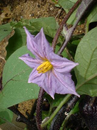 �N�C�Y�|�Q