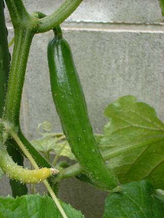 �����|�P