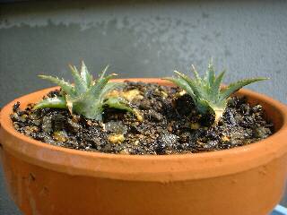 �~�j�p�C��