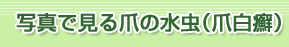�܂̕a�C�ƈُ��ό`���ʐ^�Ō���ܐ����i�ܔ�ᝁj